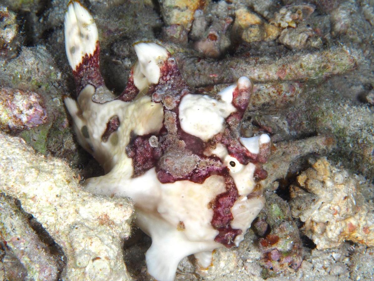 Dive Spot Asia Beach Resort Boljoon Exterior photo